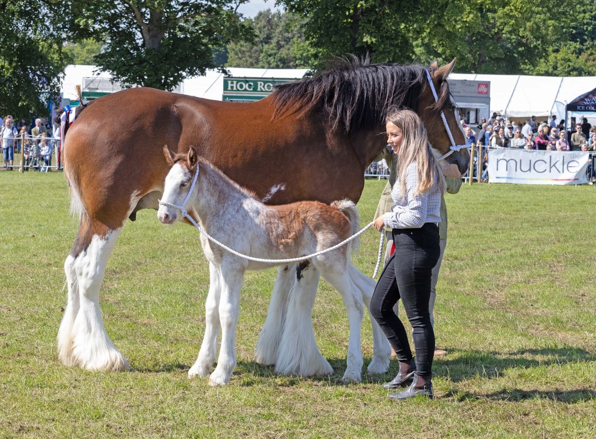 Horse and Pony by Pat Johnston